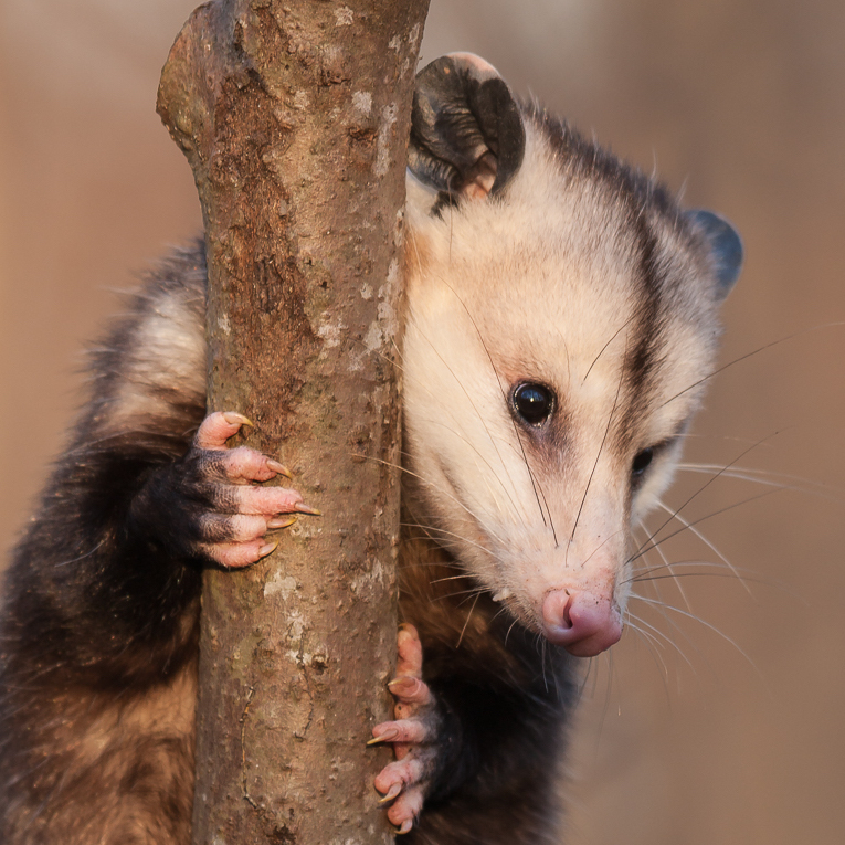 virginia-opossum